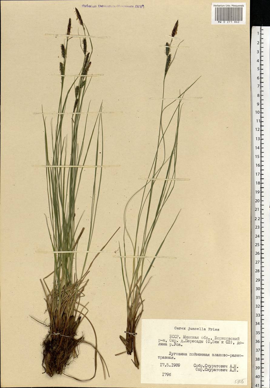 Carex nigra subsp. juncea (Fr.) Soó, Eastern Europe, Belarus (E3a) (Belarus)