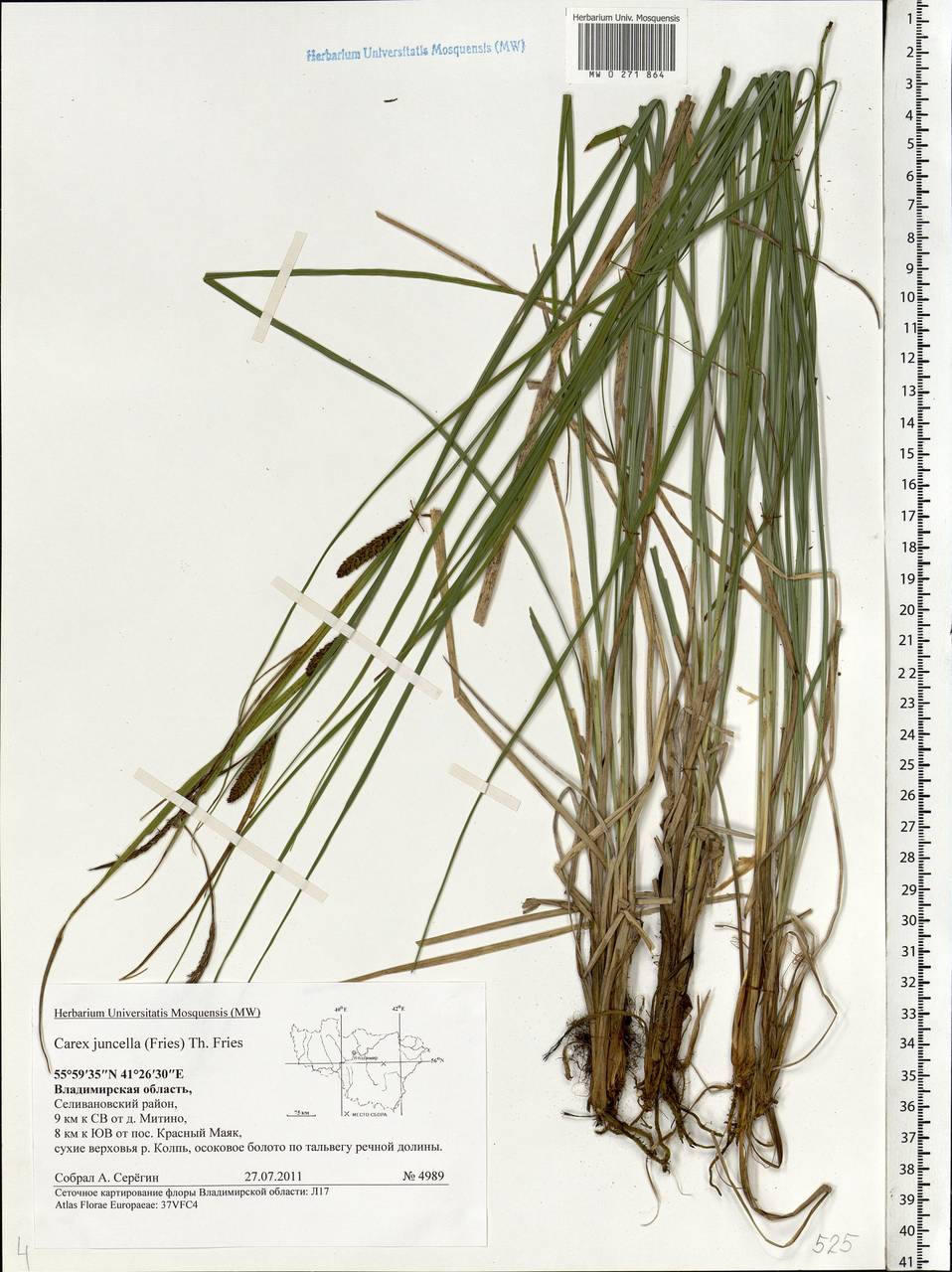 Carex nigra subsp. juncea (Fr.) Soó, Eastern Europe, Central region (E4) (Russia)