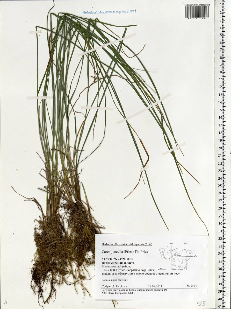 Carex nigra subsp. juncea (Fr.) Soó, Eastern Europe, Central region (E4) (Russia)