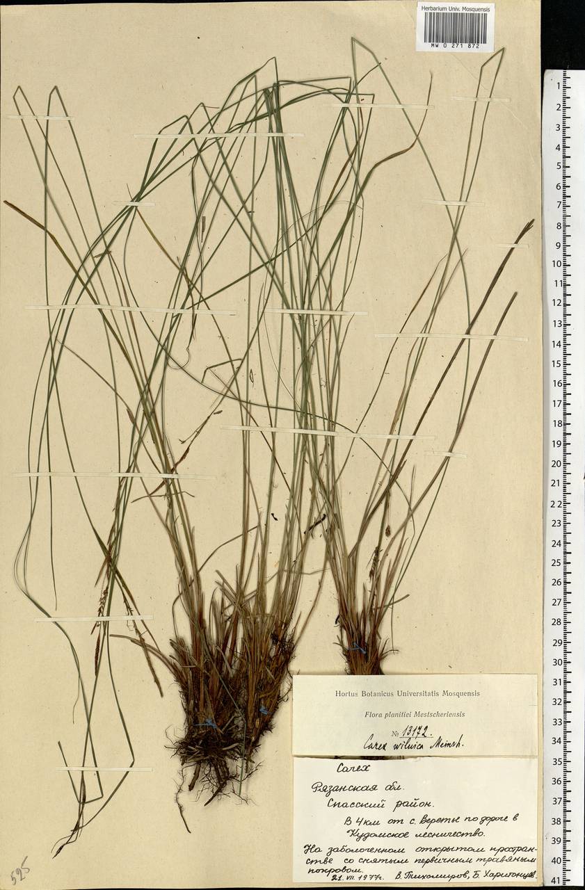 Carex nigra subsp. juncea (Fr.) Soó, Eastern Europe, Central region (E4) (Russia)