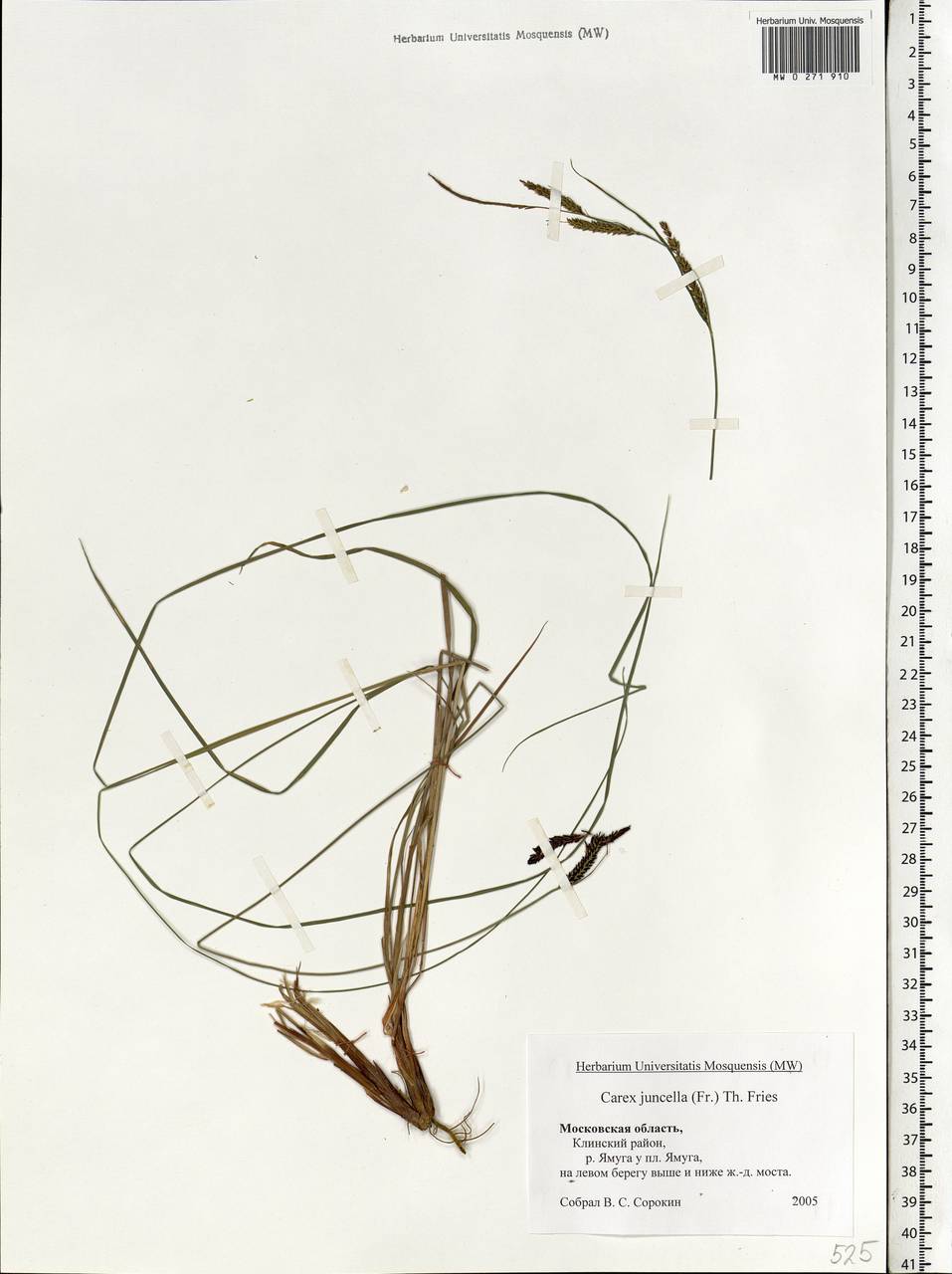 Carex nigra subsp. juncea (Fr.) Soó, Eastern Europe, Moscow region (E4a) (Russia)