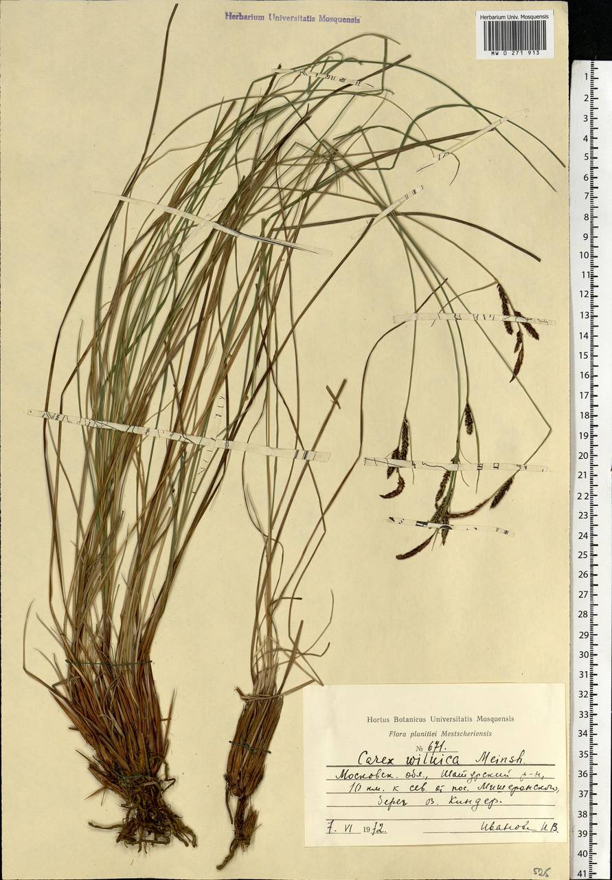 Carex nigra subsp. juncea (Fr.) Soó, Eastern Europe, Moscow region (E4a) (Russia)