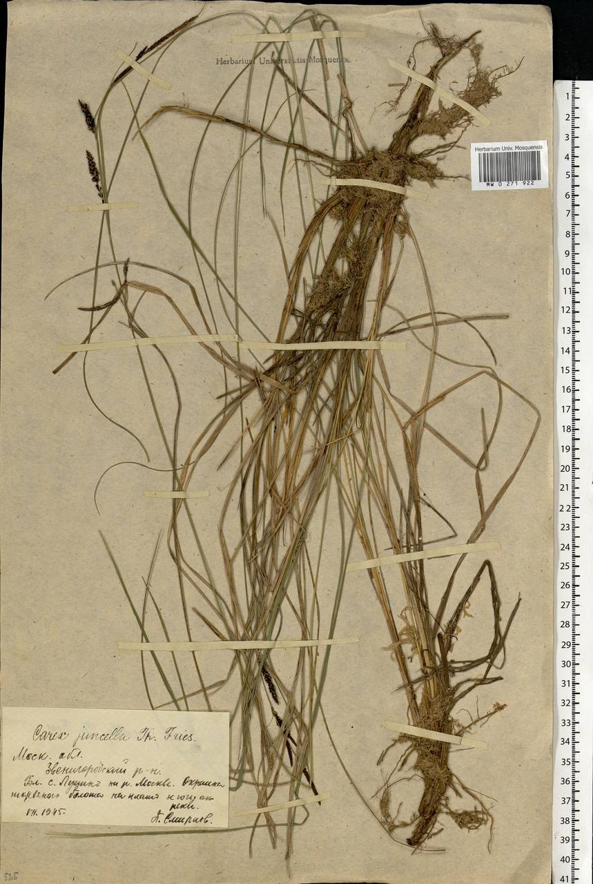 Carex nigra subsp. juncea (Fr.) Soó, Eastern Europe, Moscow region (E4a) (Russia)