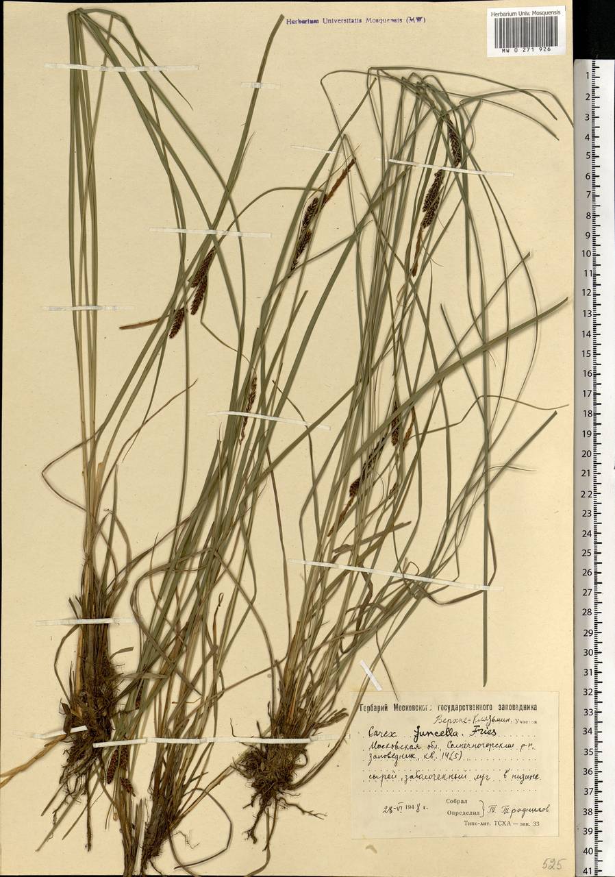 Carex nigra subsp. juncea (Fr.) Soó, Eastern Europe, Moscow region (E4a) (Russia)