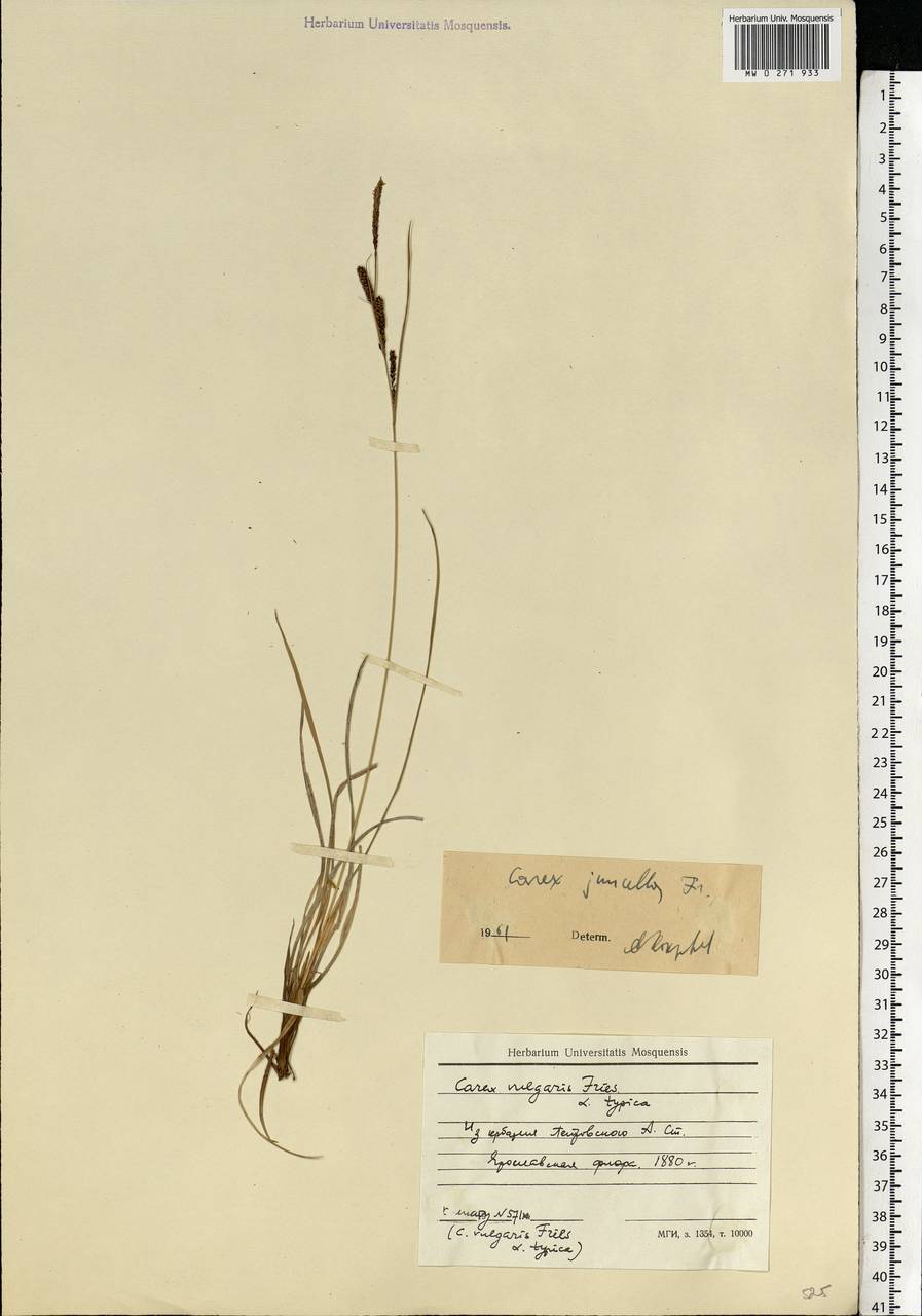 Carex nigra subsp. juncea (Fr.) Soó, Eastern Europe, Central forest region (E5) (Russia)