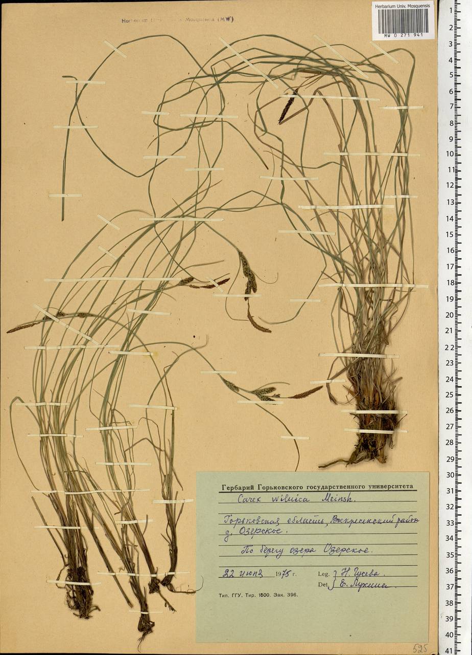 Carex nigra subsp. juncea (Fr.) Soó, Eastern Europe, Volga-Kama region (E7) (Russia)
