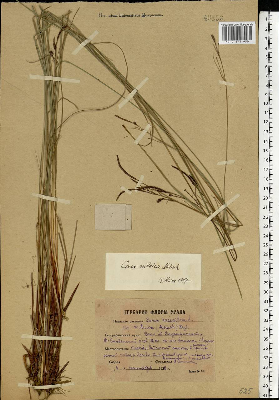 Carex nigra subsp. juncea (Fr.) Soó, Eastern Europe, Eastern region (E10) (Russia)