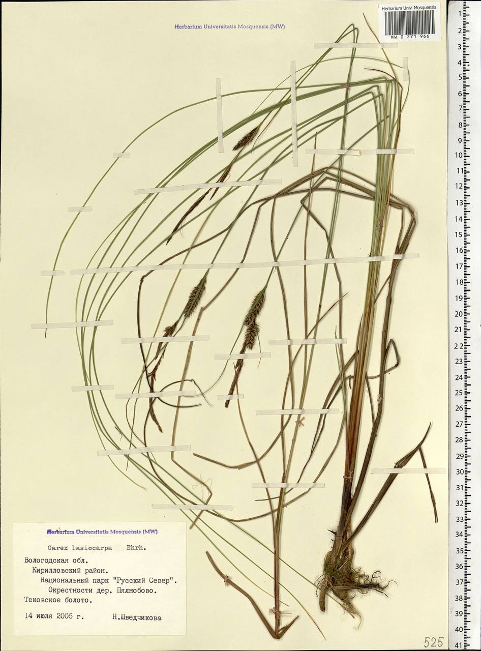 Carex lasiocarpa Ehrh., Eastern Europe, Northern region (E1) (Russia)