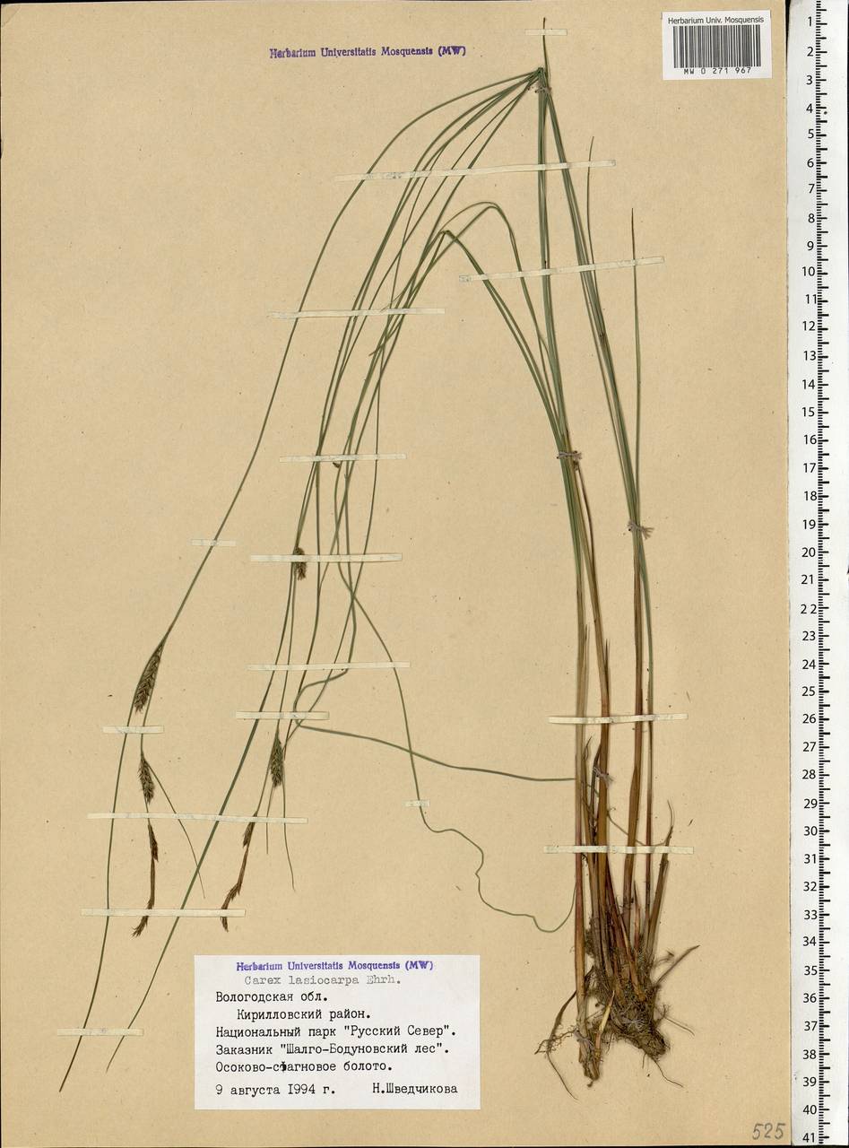 Carex lasiocarpa Ehrh., Eastern Europe, Northern region (E1) (Russia)