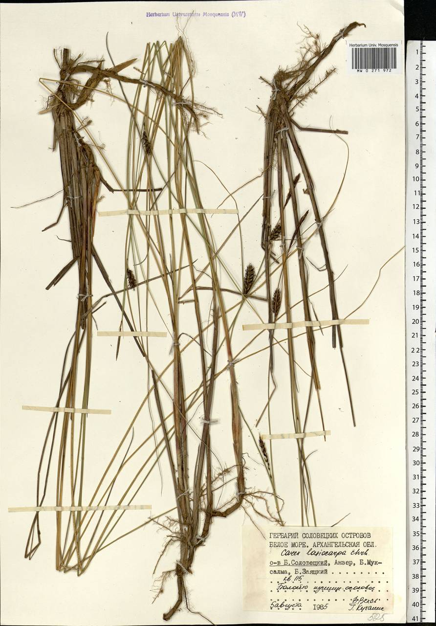 Carex lasiocarpa Ehrh., Eastern Europe, Northern region (E1) (Russia)