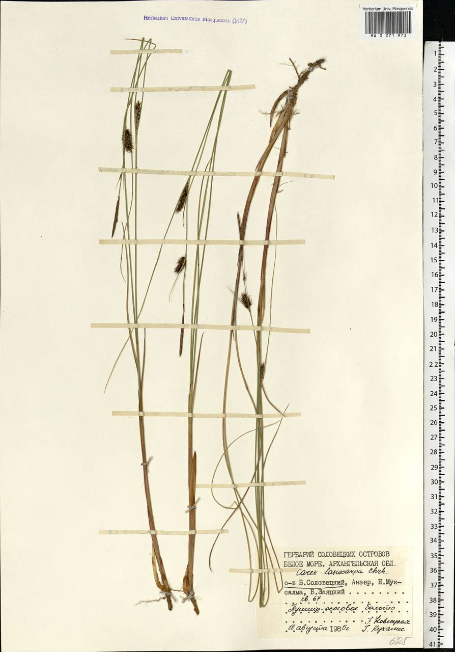 Carex lasiocarpa Ehrh., Eastern Europe, Northern region (E1) (Russia)
