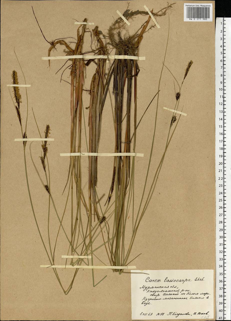 Carex lasiocarpa Ehrh., Eastern Europe, Northern region (E1) (Russia)
