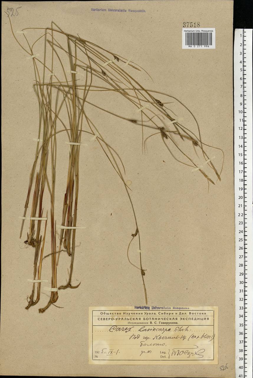 Carex lasiocarpa Ehrh., Eastern Europe, Northern region (E1) (Russia)