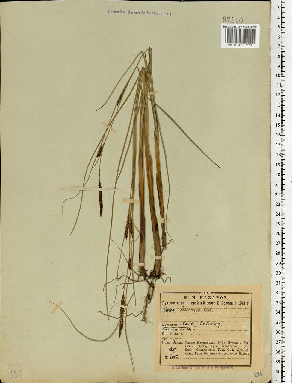 Carex lasiocarpa Ehrh., Eastern Europe, Northern region (E1) (Russia)