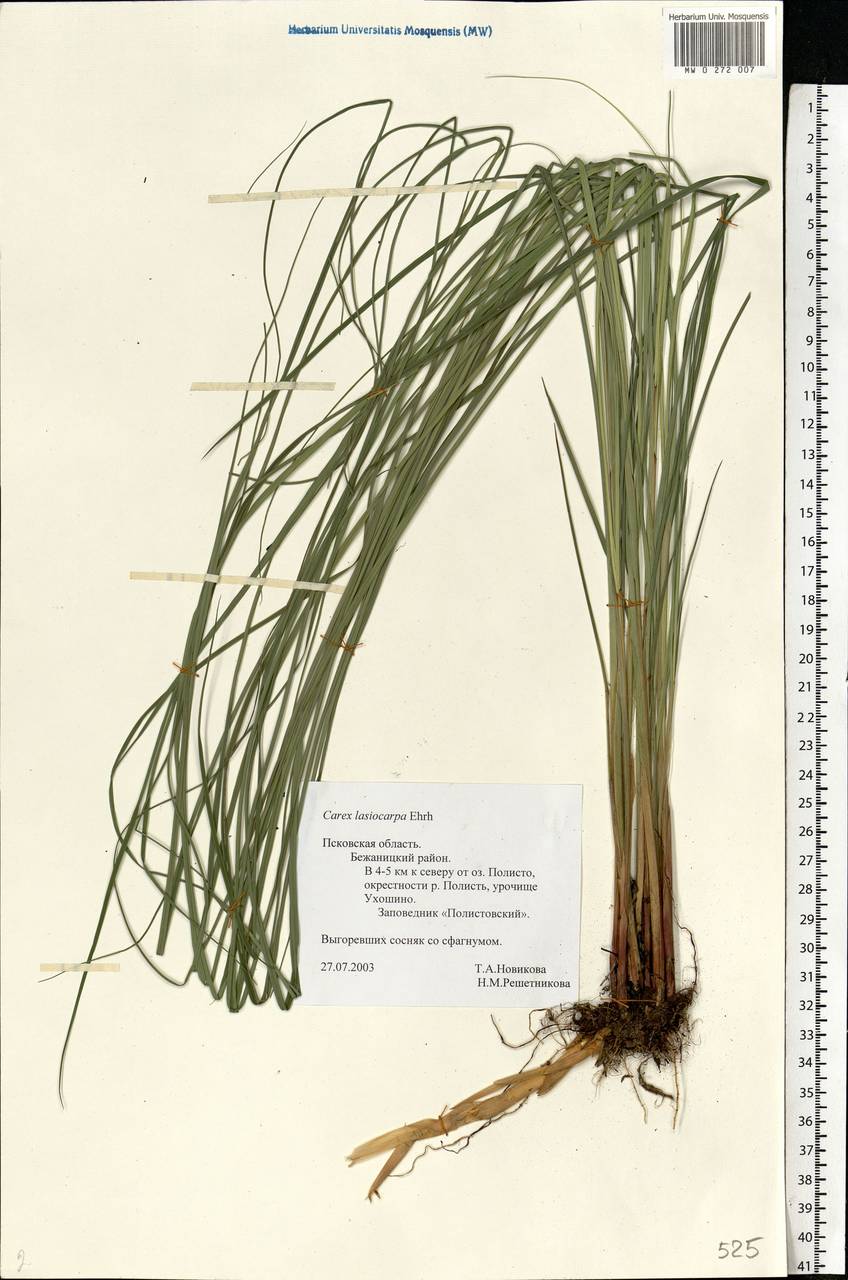 Carex lasiocarpa Ehrh., Eastern Europe, North-Western region (E2) (Russia)