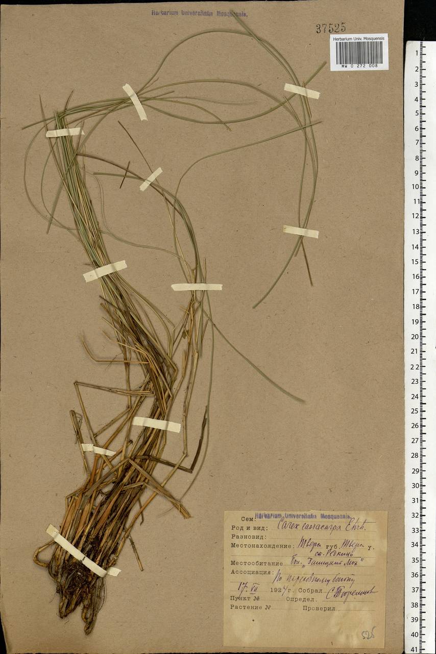 Carex lasiocarpa Ehrh., Eastern Europe, North-Western region (E2) (Russia)