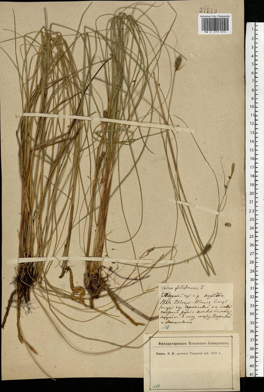 Carex lasiocarpa Ehrh., Eastern Europe, North-Western region (E2) (Russia)