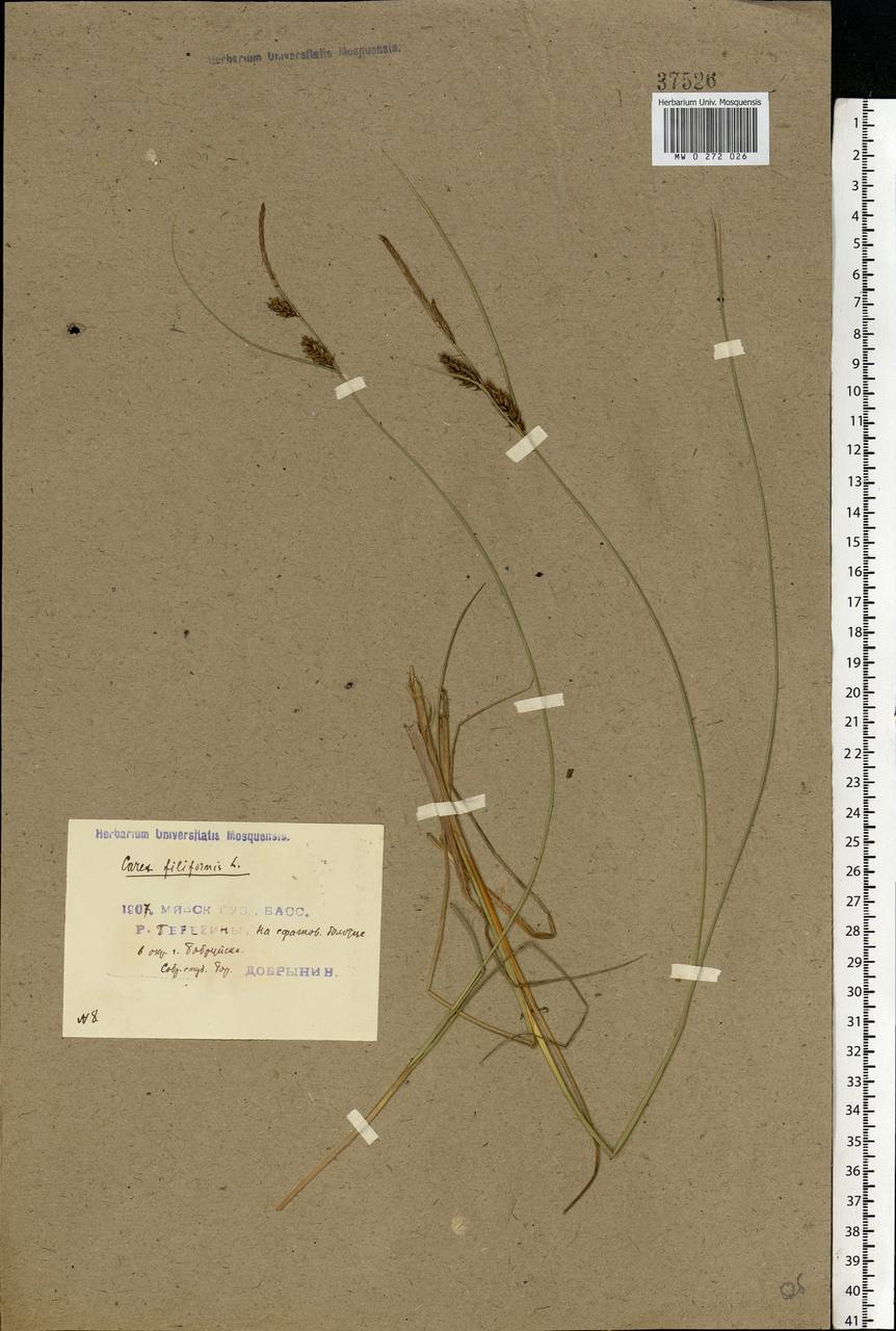 Carex lasiocarpa Ehrh., Eastern Europe, Belarus (E3a) (Belarus)