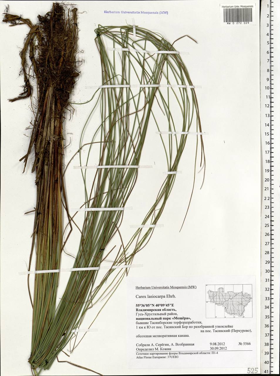 Carex lasiocarpa Ehrh., Eastern Europe, Central region (E4) (Russia)