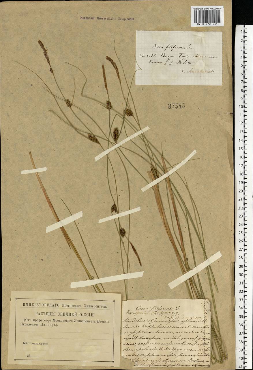 Carex lasiocarpa Ehrh., Eastern Europe, Central region (E4) (Russia)