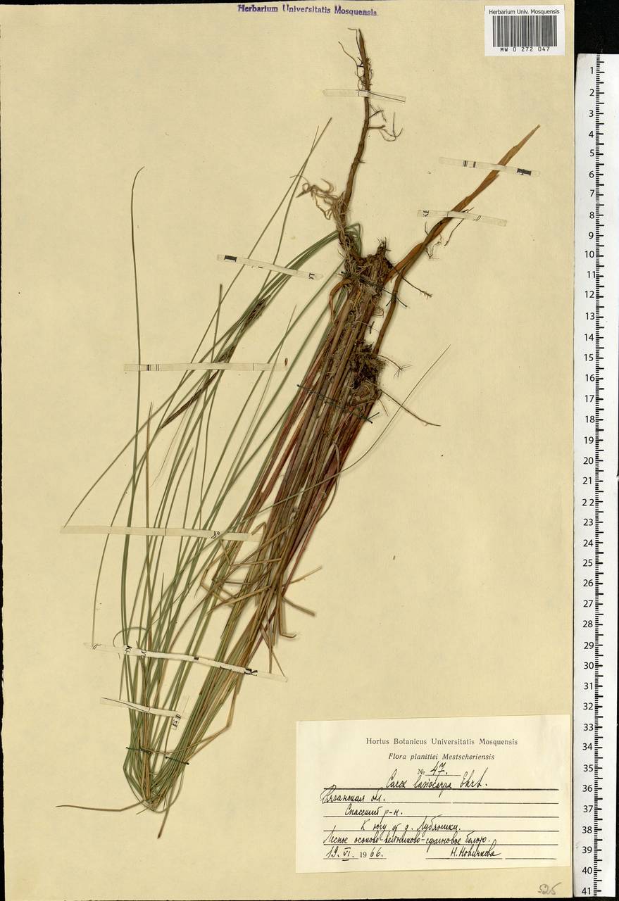 Carex lasiocarpa Ehrh., Eastern Europe, Central region (E4) (Russia)