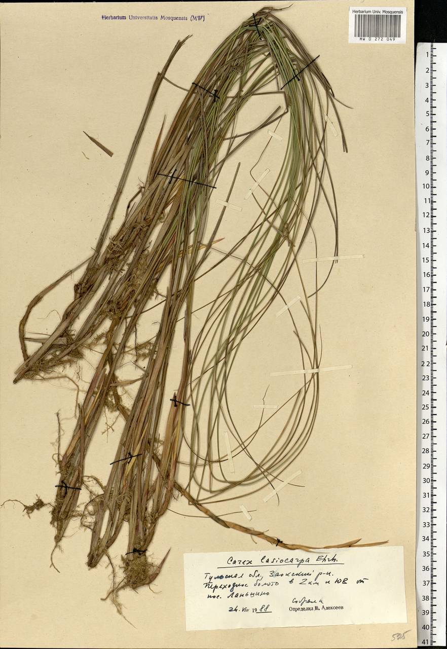 Carex lasiocarpa Ehrh., Eastern Europe, Central region (E4) (Russia)