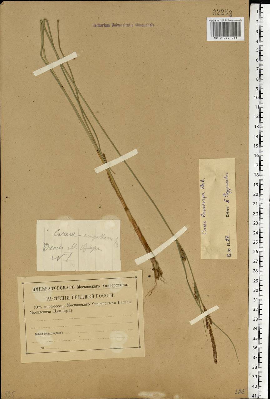 Carex lasiocarpa Ehrh., Eastern Europe, Central region (E4) (Russia)