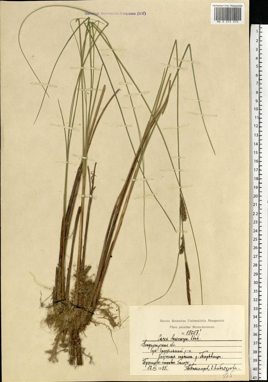 Carex lasiocarpa Ehrh., Eastern Europe, Central region (E4) (Russia)