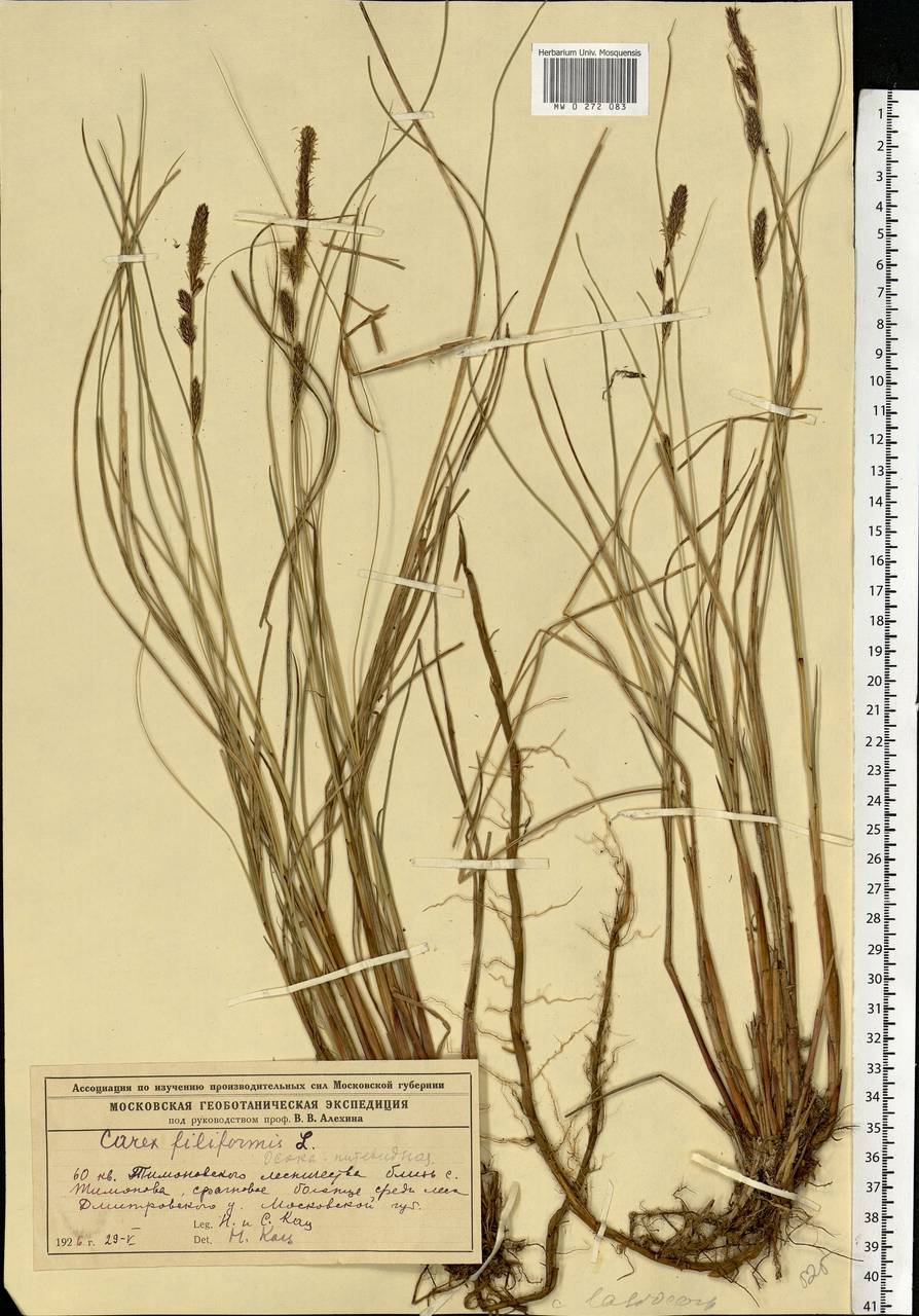 Carex lasiocarpa Ehrh., Eastern Europe, Moscow region (E4a) (Russia)