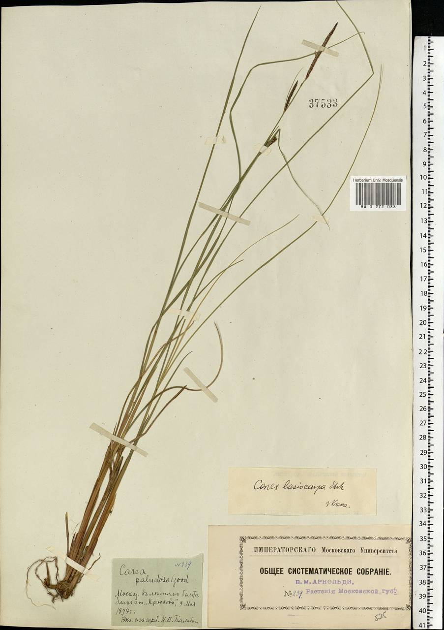 Carex lasiocarpa Ehrh., Eastern Europe, Moscow region (E4a) (Russia)