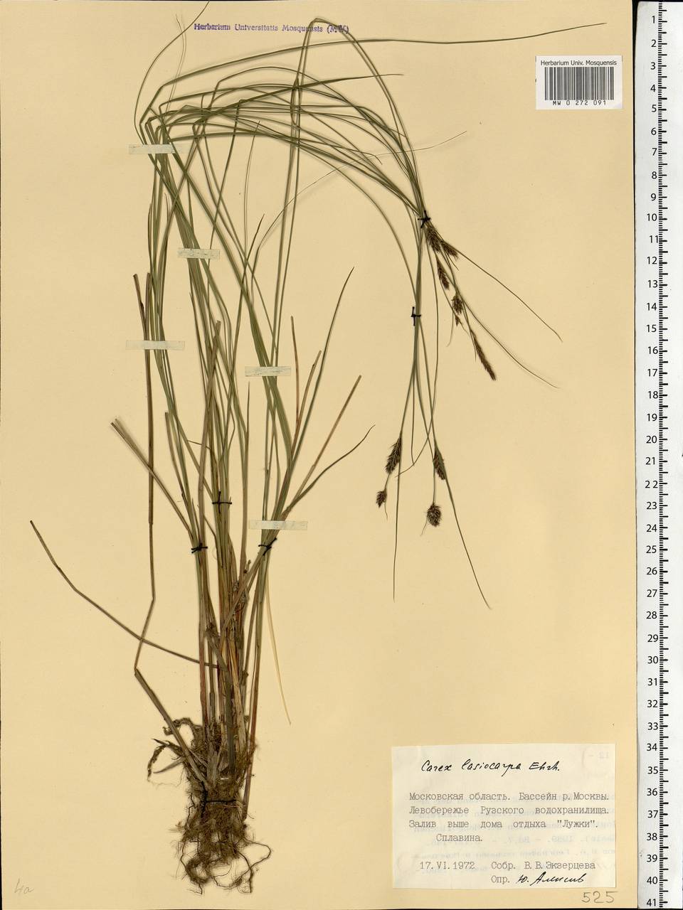 Carex lasiocarpa Ehrh., Eastern Europe, Moscow region (E4a) (Russia)