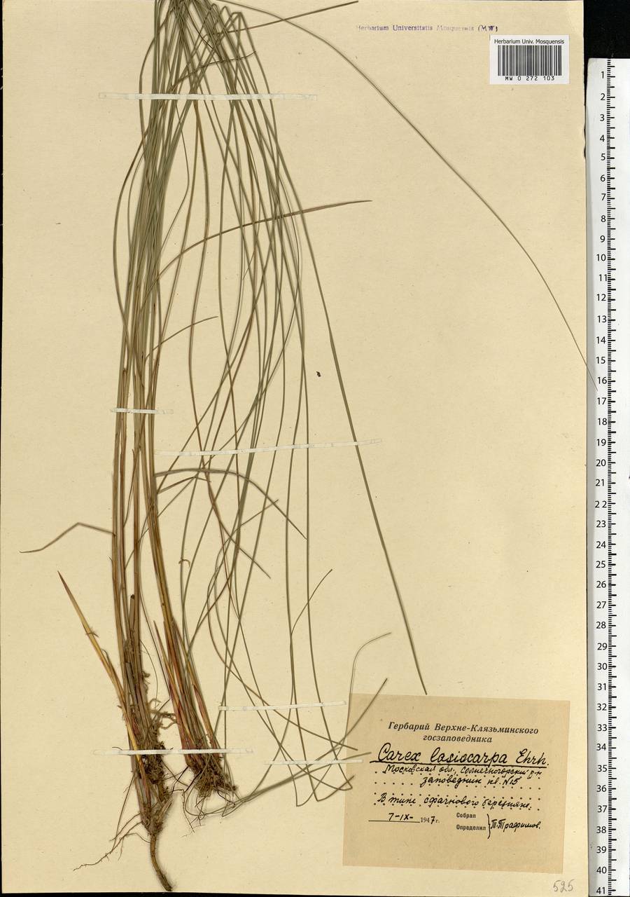 Carex lasiocarpa Ehrh., Eastern Europe, Moscow region (E4a) (Russia)