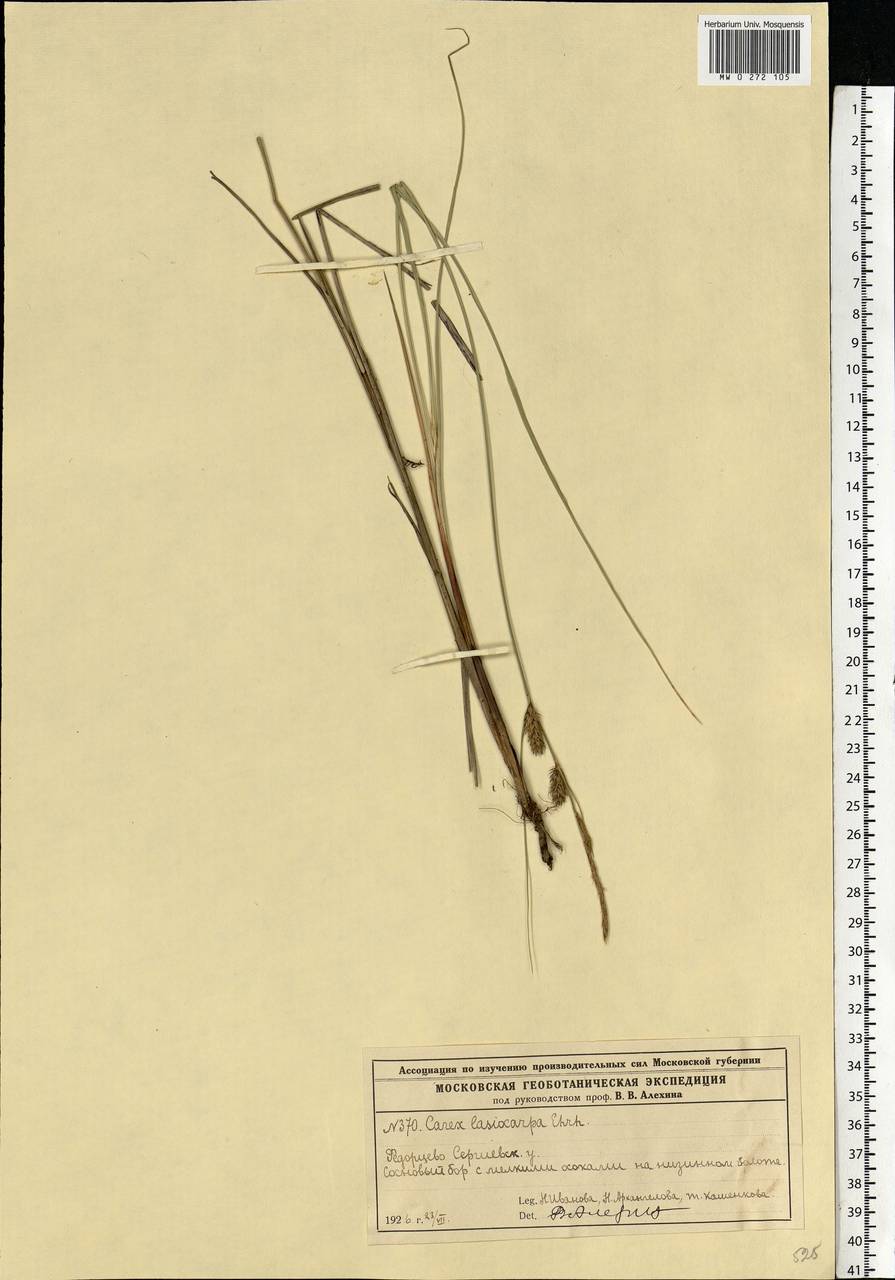 Carex lasiocarpa Ehrh., Eastern Europe, Moscow region (E4a) (Russia)
