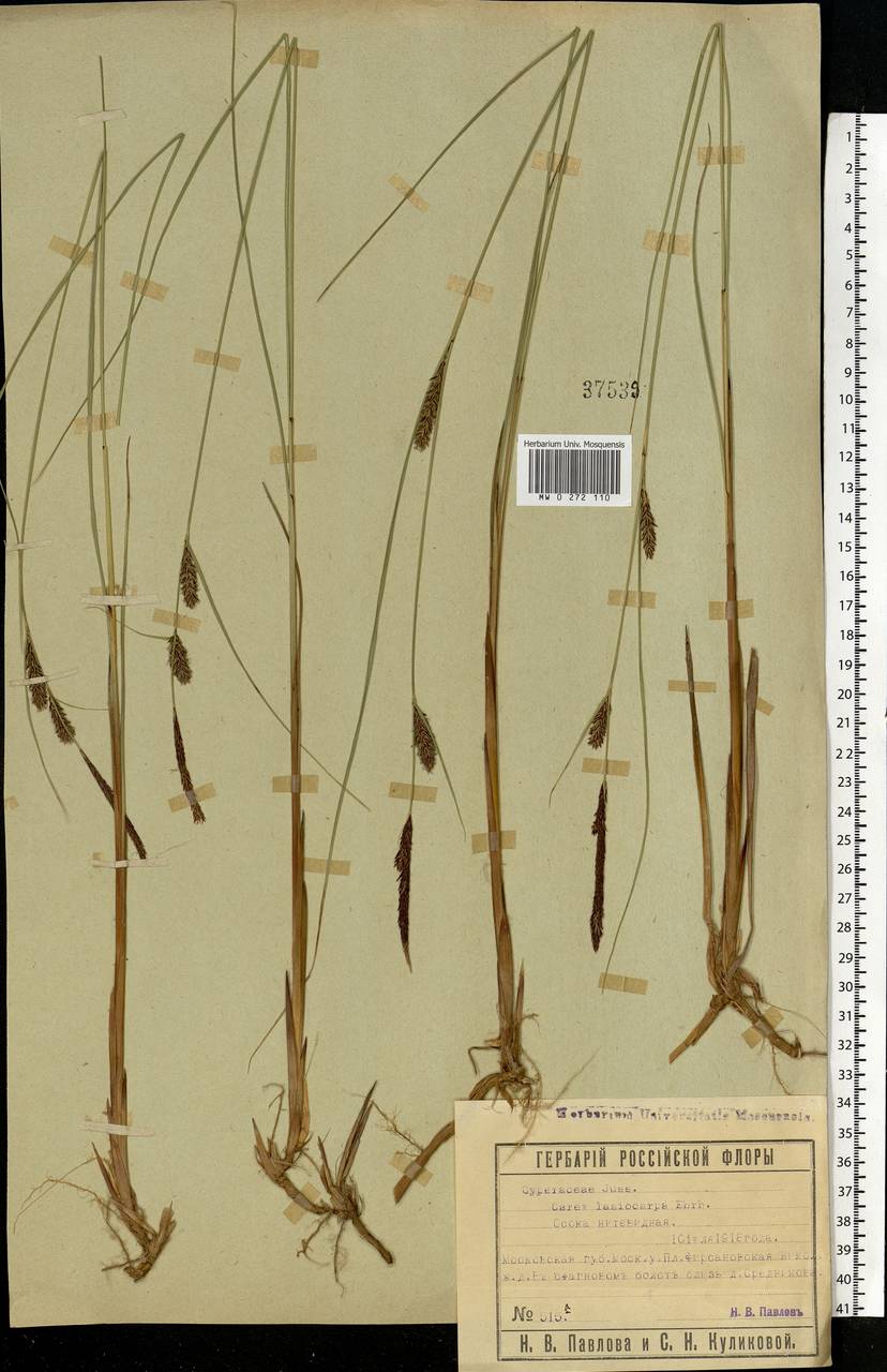 Carex lasiocarpa Ehrh., Eastern Europe, Moscow region (E4a) (Russia)