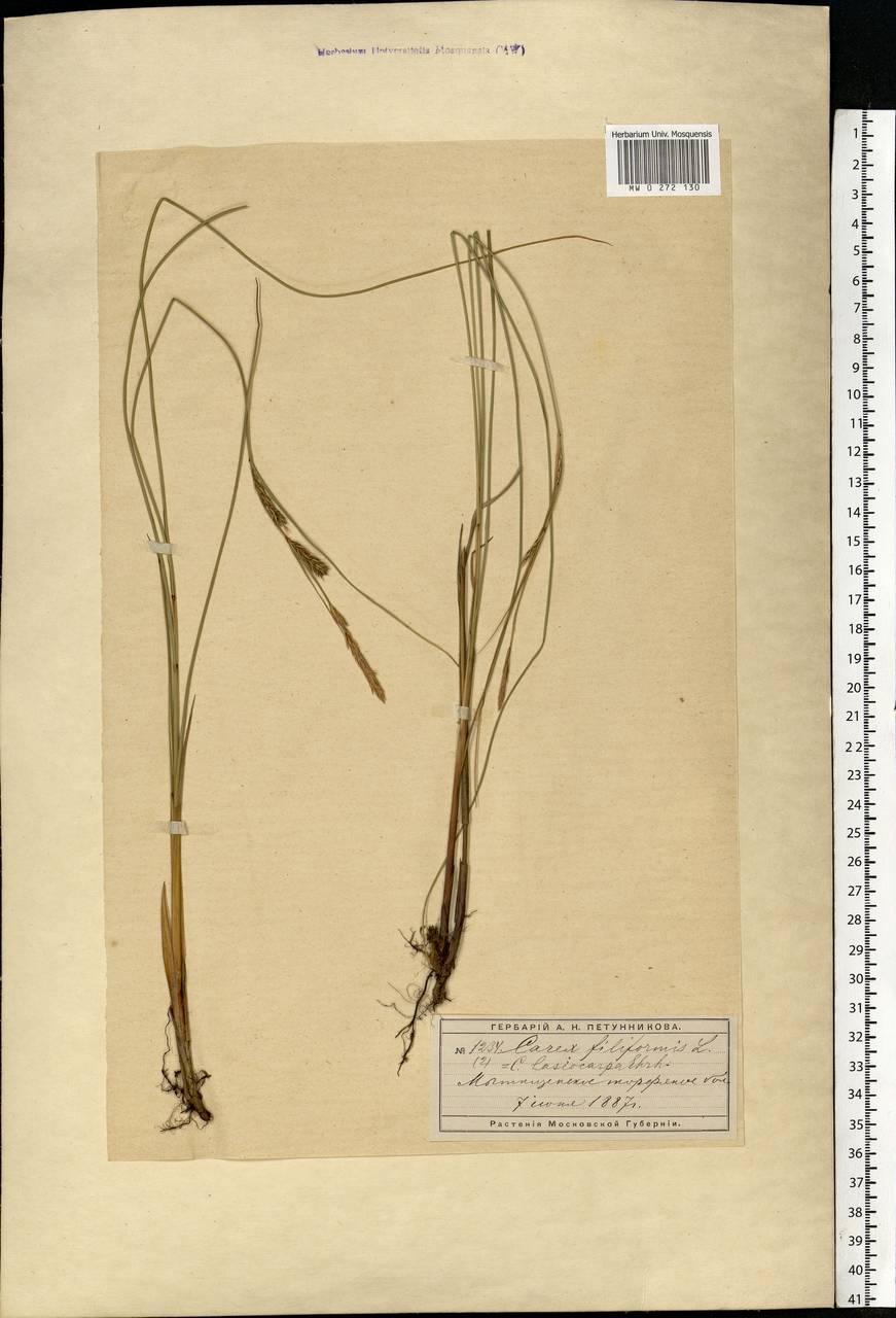 Carex lasiocarpa Ehrh., Eastern Europe, Moscow region (E4a) (Russia)
