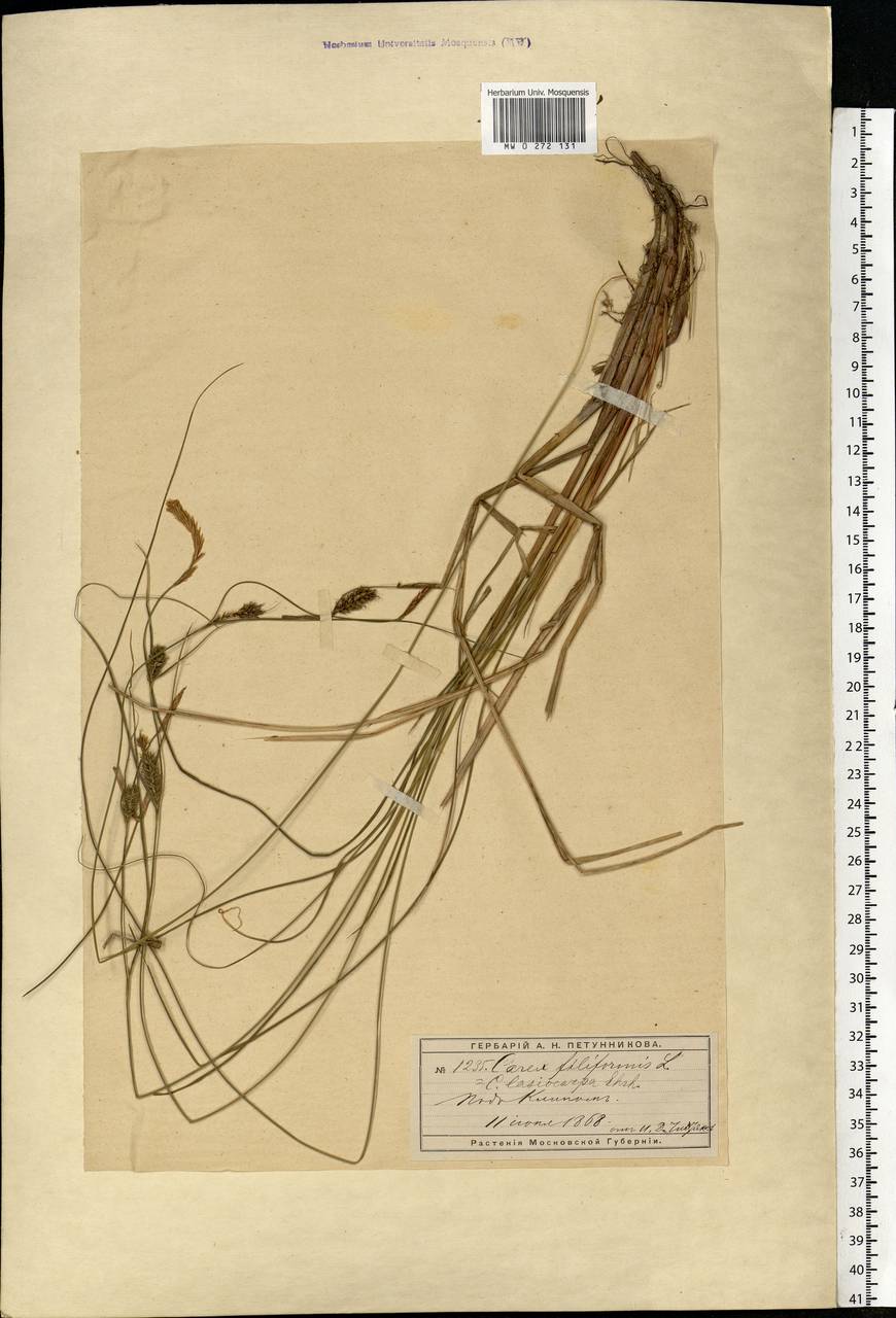 Carex lasiocarpa Ehrh., Eastern Europe, Moscow region (E4a) (Russia)
