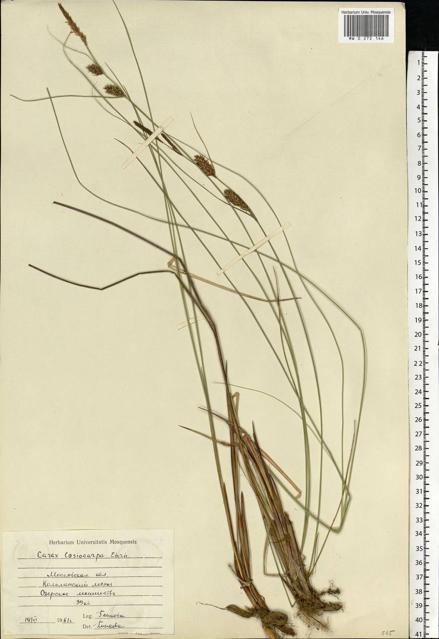 Carex lasiocarpa Ehrh., Eastern Europe, Moscow region (E4a) (Russia)