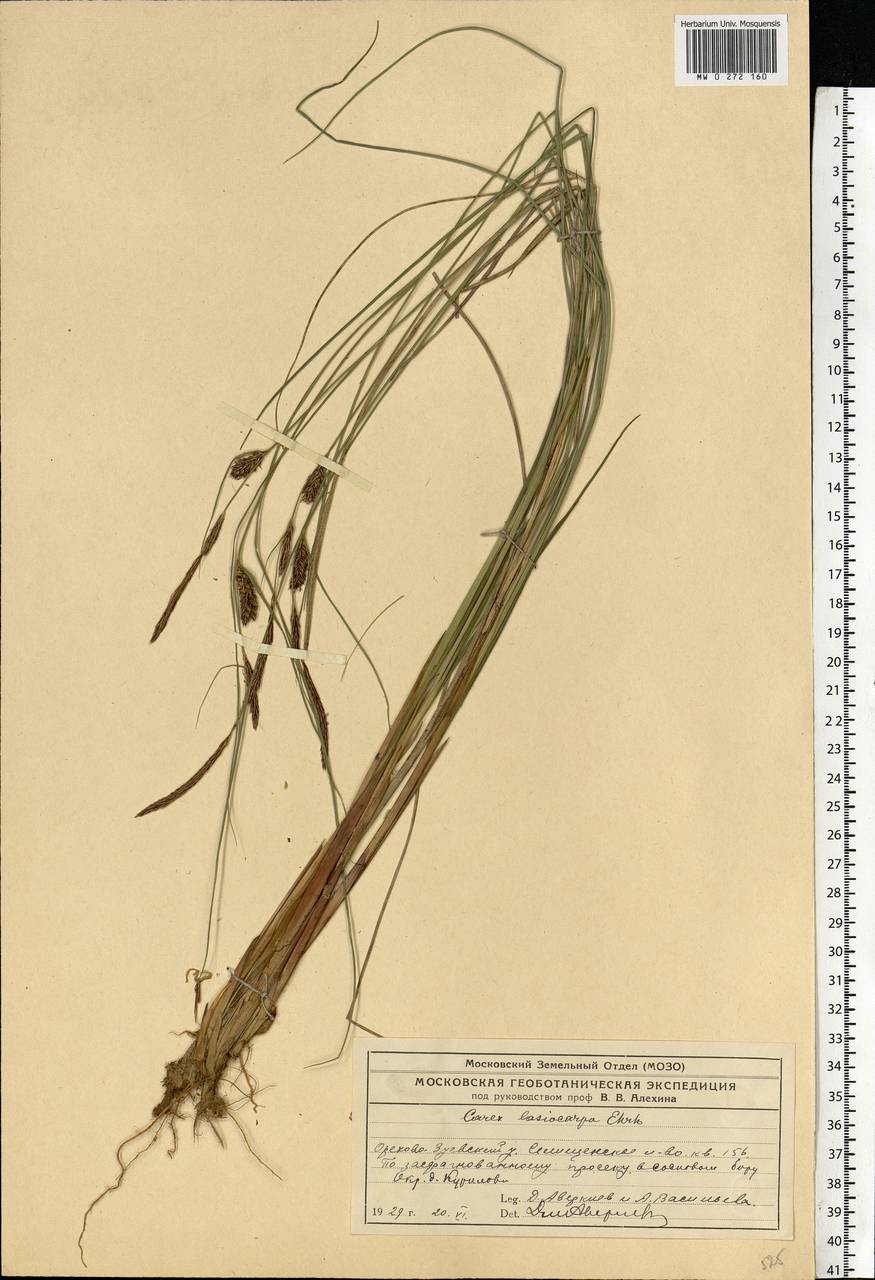 Carex lasiocarpa Ehrh., Eastern Europe, Moscow region (E4a) (Russia)