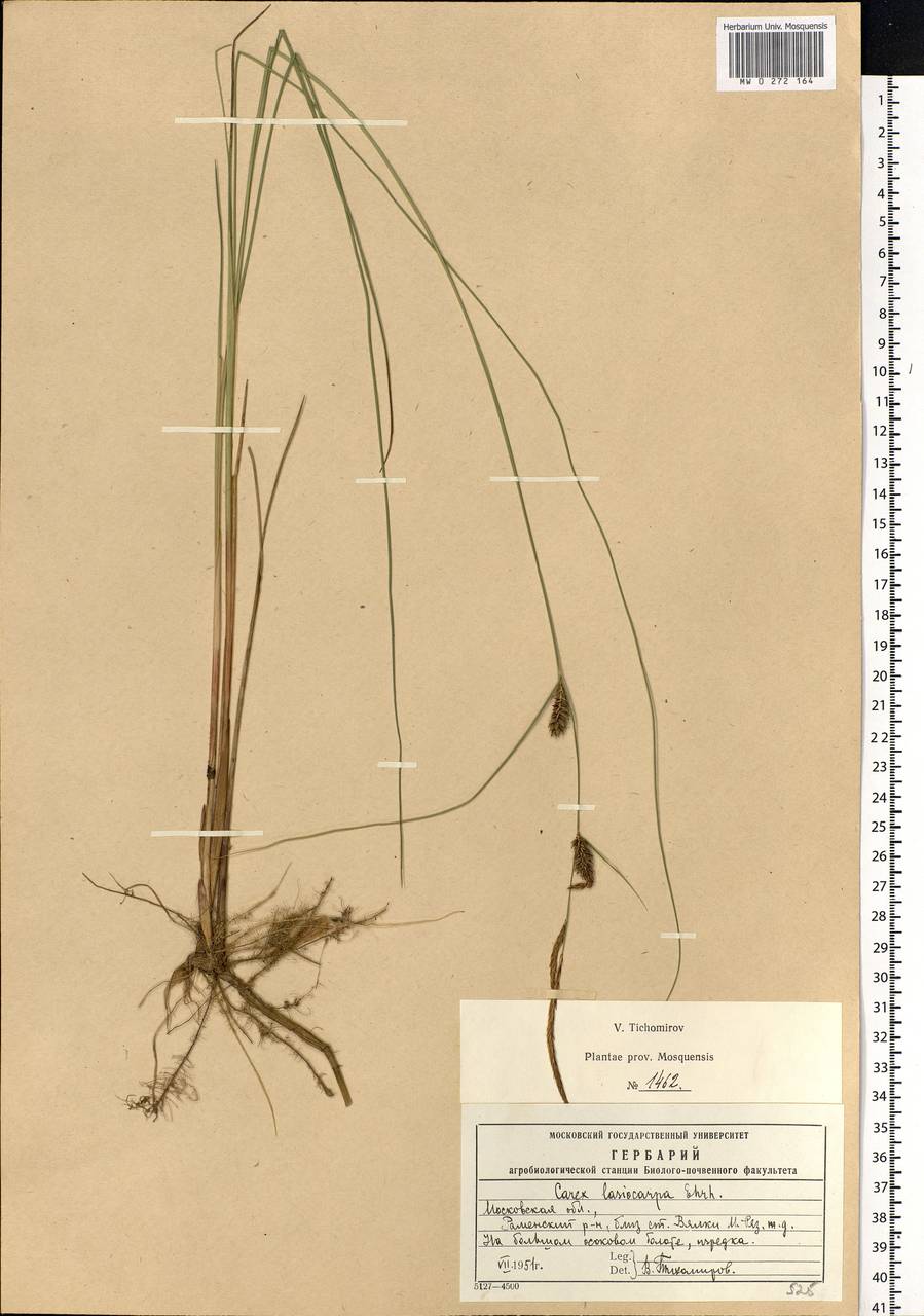 Carex lasiocarpa Ehrh., Eastern Europe, Moscow region (E4a) (Russia)