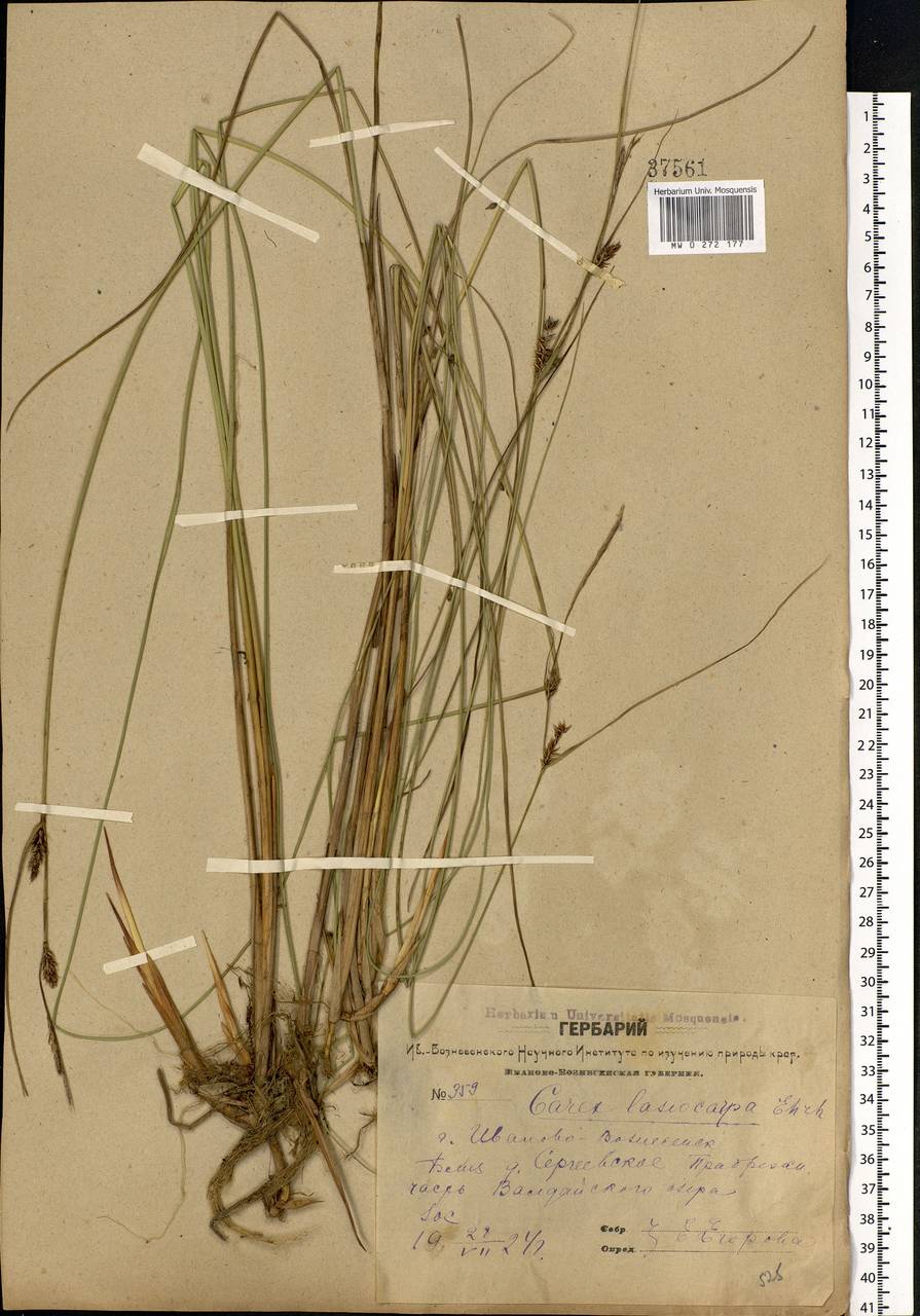 Carex lasiocarpa Ehrh., Eastern Europe, Central forest region (E5) (Russia)