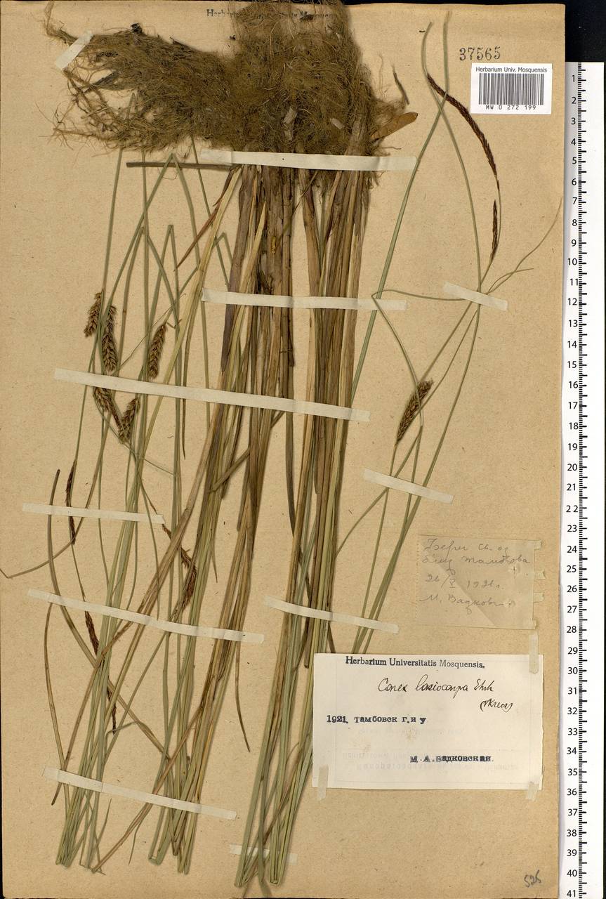 Carex lasiocarpa Ehrh., Eastern Europe, Central forest-and-steppe region (E6) (Russia)