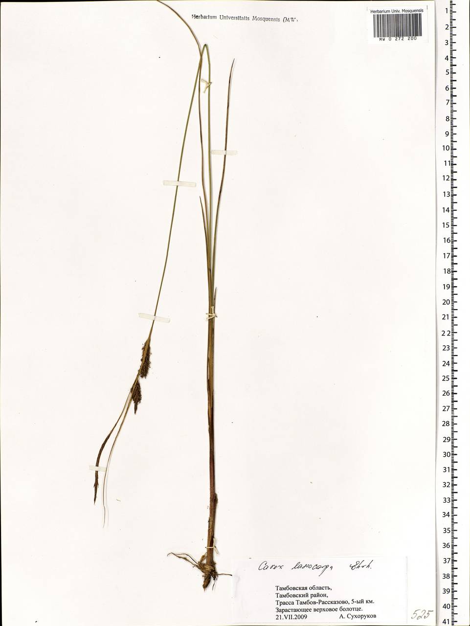 Carex lasiocarpa Ehrh., Eastern Europe, Central forest-and-steppe region (E6) (Russia)