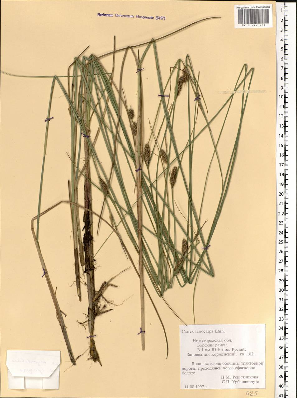 Carex lasiocarpa Ehrh., Eastern Europe, Volga-Kama region (E7) (Russia)