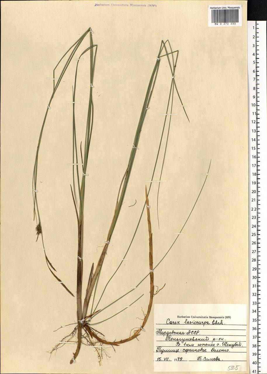 Carex lasiocarpa Ehrh., Eastern Europe, Middle Volga region (E8) (Russia)