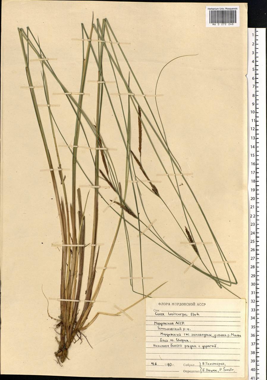 Carex lasiocarpa Ehrh., Eastern Europe, Middle Volga region (E8) (Russia)