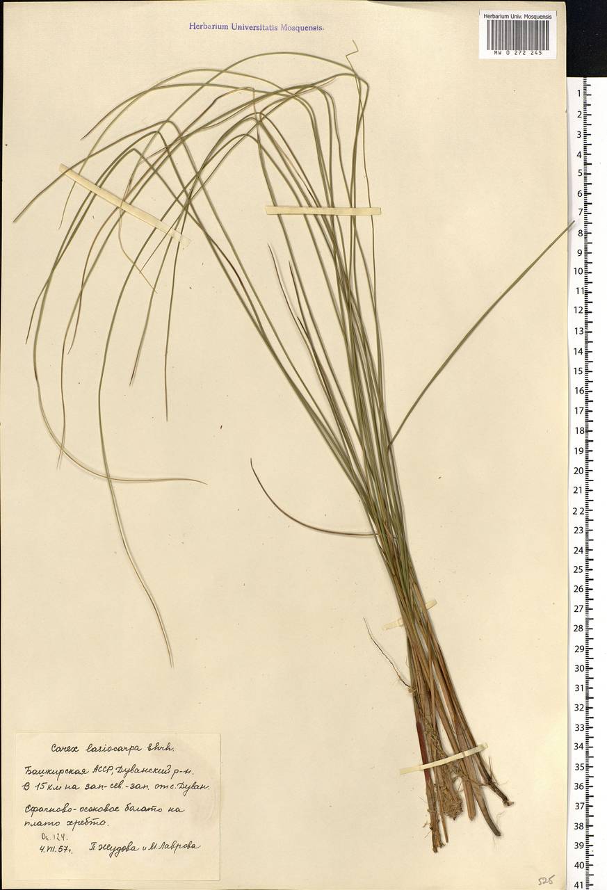 Carex lasiocarpa Ehrh., Eastern Europe, Eastern region (E10) (Russia)