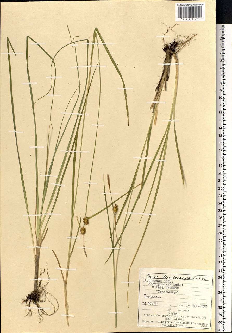 Carex lepidocarpa Tausch, Eastern Europe, West Ukrainian region (E13) (Ukraine)