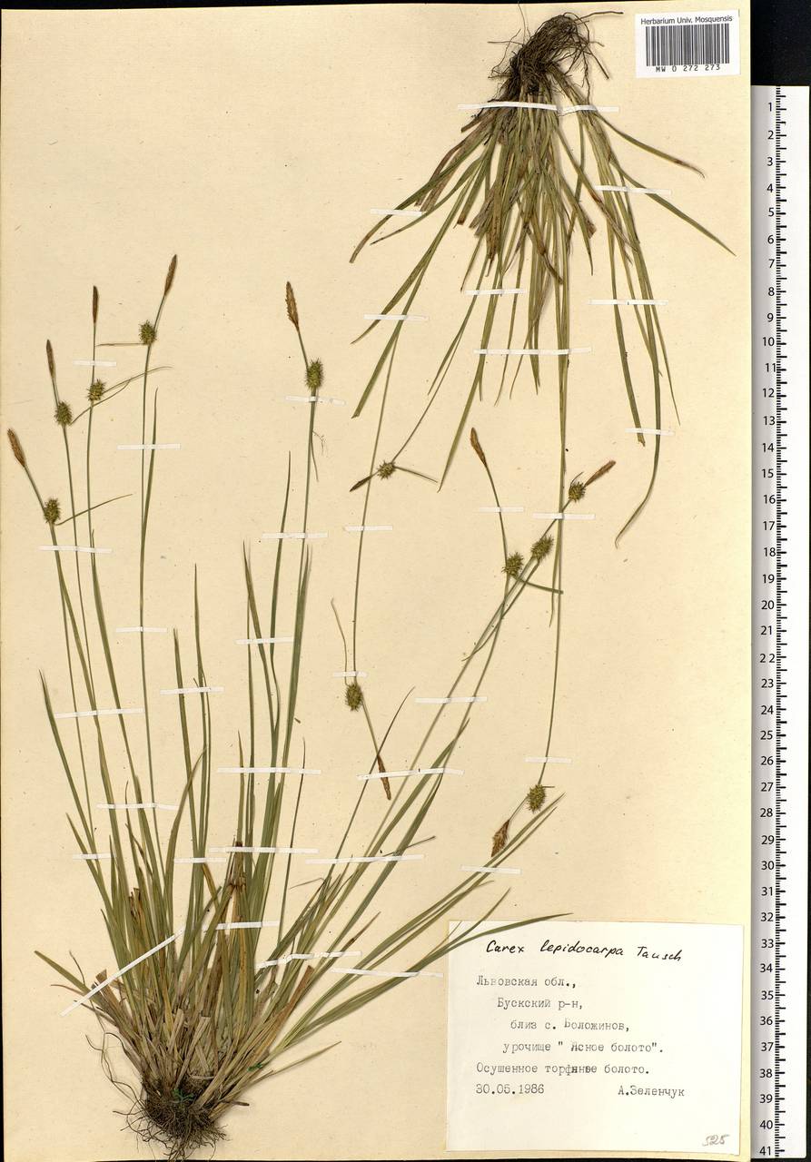 Carex lepidocarpa Tausch, Eastern Europe, West Ukrainian region (E13) (Ukraine)