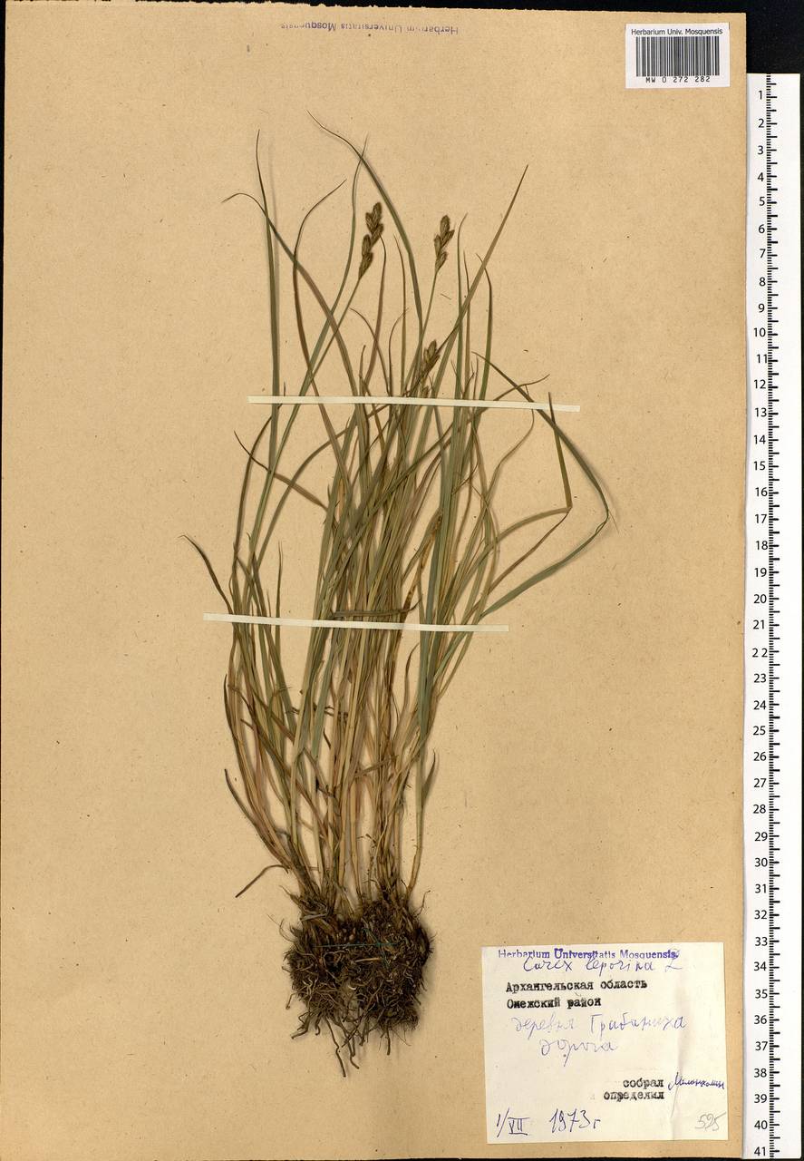 Carex leporina L., Eastern Europe, Northern region (E1) (Russia)