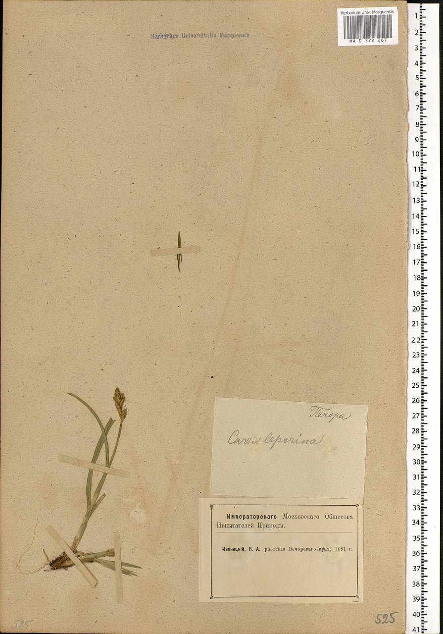 Carex leporina L., Eastern Europe, Northern region (E1) (Russia)